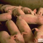 СВИНЕФЕРМА КРАЙ ЕРДEН ПРЕТЪПКАНА С ПРАСЕТА