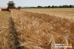 ИЗГОРЯХА 70 ДЕКАРА С ЕЧЕМИК