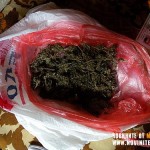 ЗАЛОВИХА КАНАБИС В ДОМА НА ВЪРШЕЧАНИН