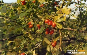 ВНИМАНИЕ! СОЛЕНИ ГЛОБИ, АКО БЕРЕТЕ НЕПРАВИЛНО ГОРСКИ ПЛОДОВЕ