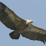 РАЗСЕЛВАТ ИСПАНСКИ ЛЕШОЯДИ  В СТАРА ПЛАНИНА