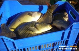 ТЪРГОВЦИТЕ СПАЗВАТ ИЗИСКВАНИЯТА ЗА ПРОДАЖБА НА ПРЯСНА РИБА