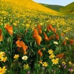 КАРТИНИ ОТ ОРЯХОВСКАТА ГАЛЕРИЯ НА ГОСТИ В МОНТАНА