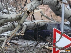 ОГРОМНО ДЪРВО РУХНА и смачка кола  в Лом