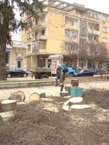 чистят алеята от изсъхнали смърчове