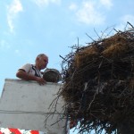 Спасиха щъркелче в с. Славотин
