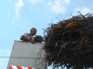 Спасиха щъркелче в с. Славотин