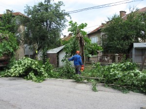 БУРЯ  ИЗКОРЕНИ ДЪРВЕТА В БЕРКОВСКО