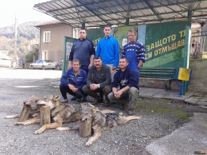ЛОВЦИ ПОВАЛИХА ТРИ ВЪЛКА КРАЙ ДИВА СЛАТИНА