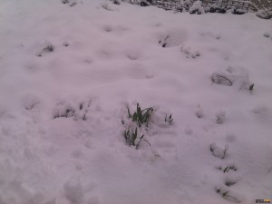 ПЕДЯ СНЯГ В РЕГИОНА, НЯМА ЗАТВОРЕНИ ПЪТИЩА