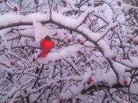 IMG_20151128_082800