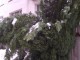 ДЕСЕТКИ СИГНАЛИ ЗА ПРЕКЪРШЕНИ ДЪРВЕТА