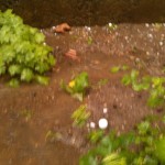 IMG_20160619_171144