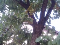 IMG_20170629_185529