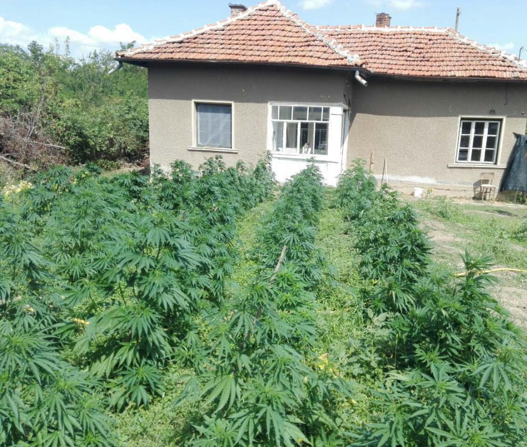 narkotici_mokresh-2