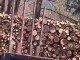 РАЗСЛЕДВАТ МЪЖ  ЗА КОЛИЧКА  ДЪРВА