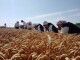 ВЪРНАХА РЕШЕНИЕ НА СЪВЕТНИЦИ ОТКАЗАЛИ РЕФЕРЕНДУМ